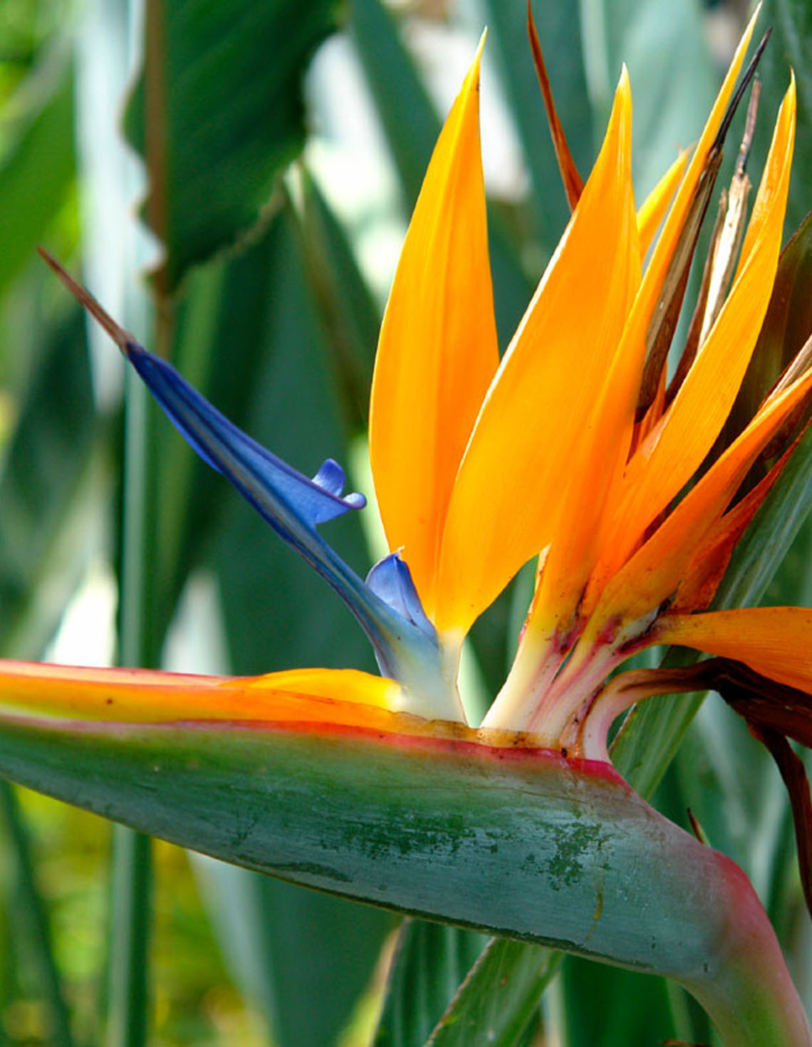 Key West Tropical Forest and Botanical Garden