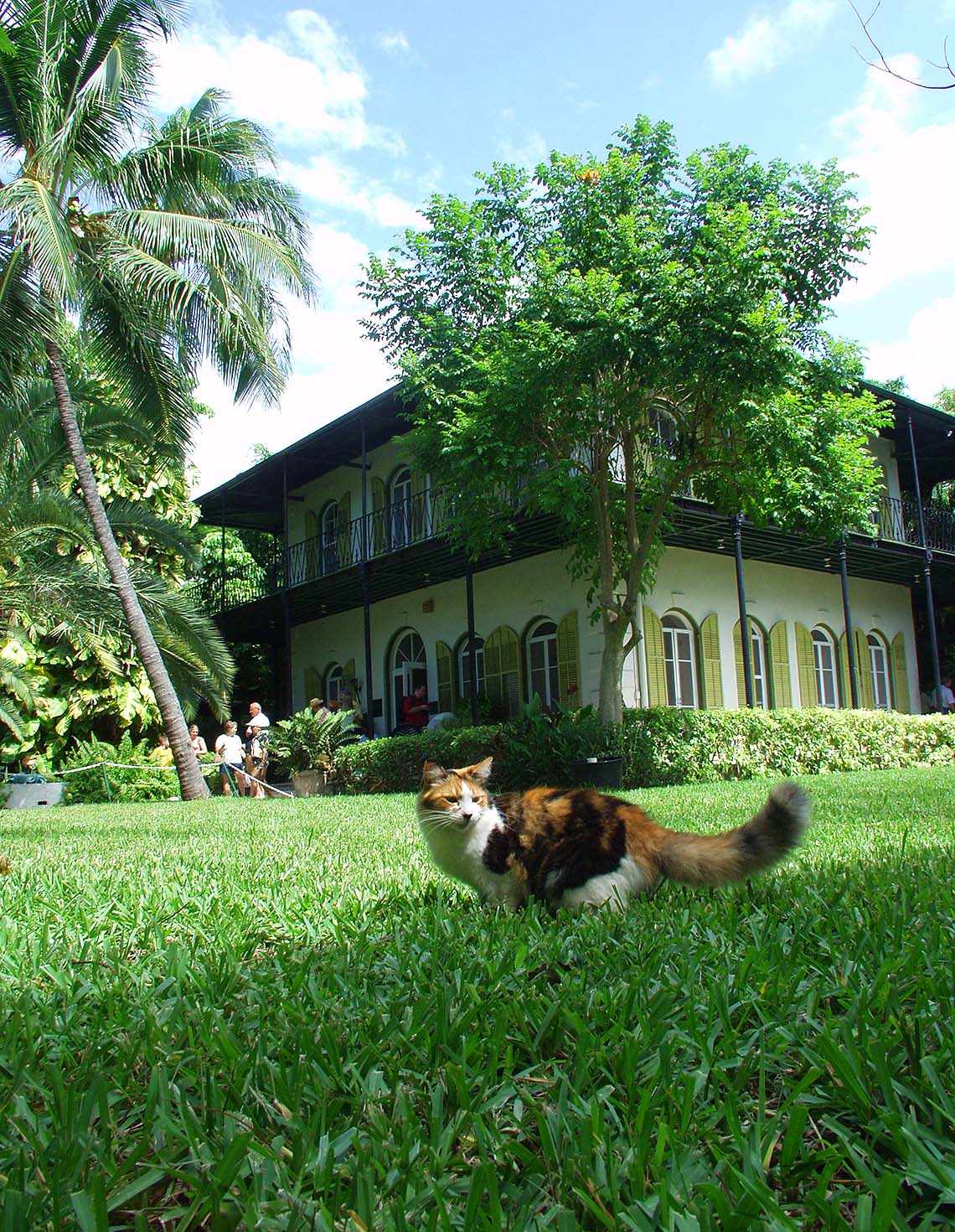Hemingway Home cat roaming