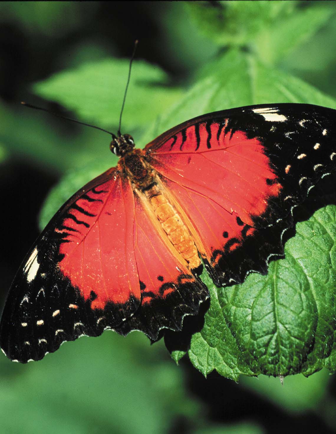 Key West butterfly